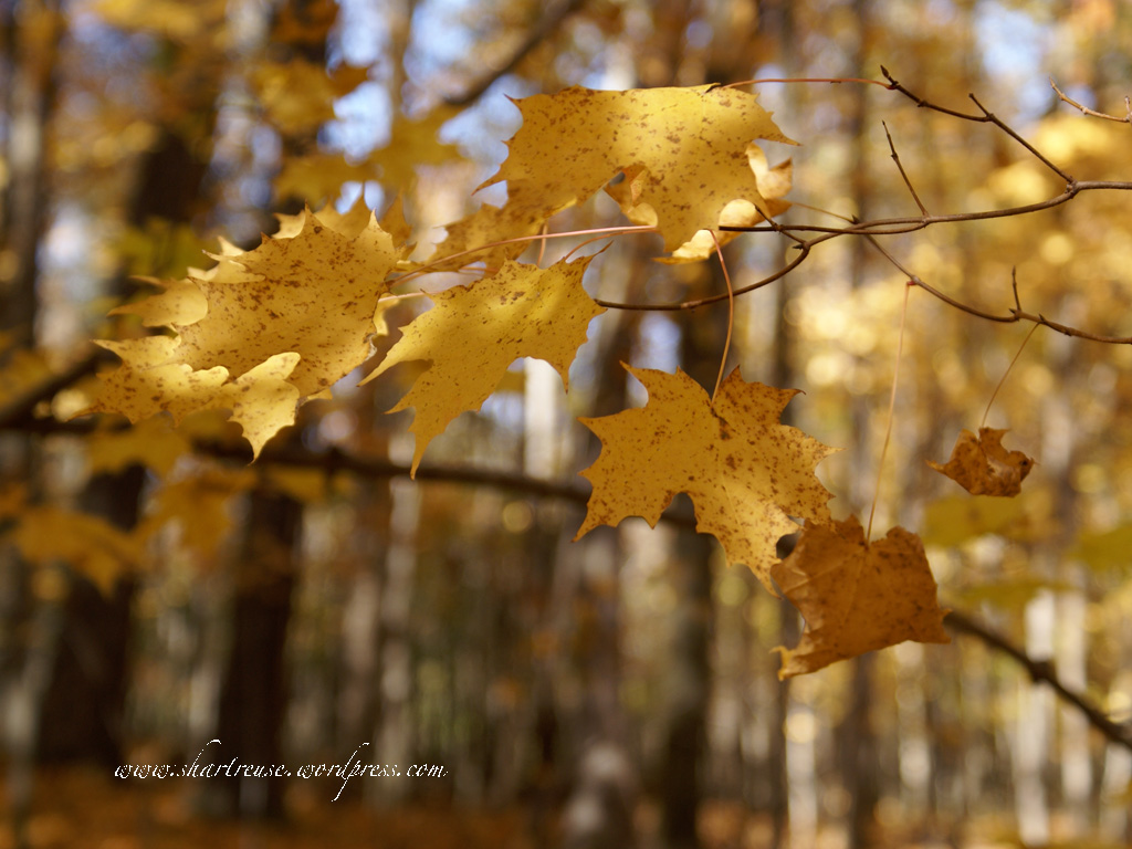 Posted in free downloads, photography | Tagged desktop, fall, free wallpaper 